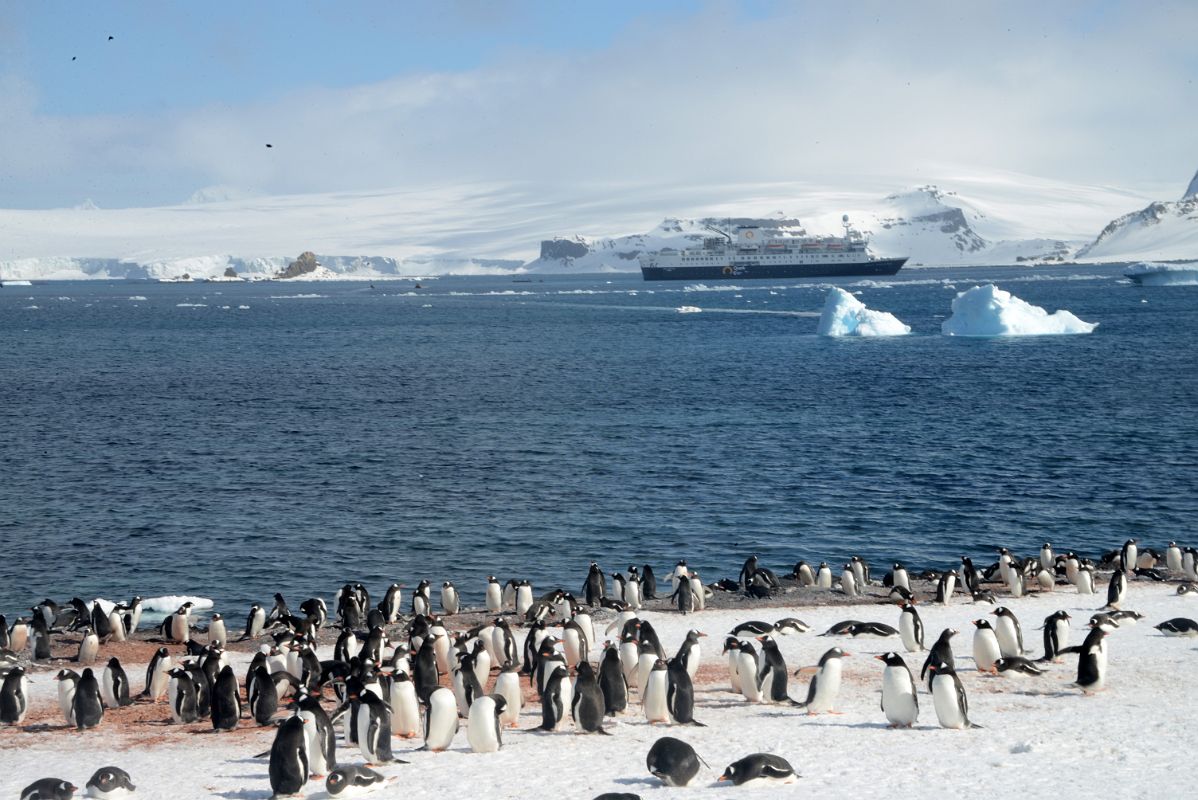 11A Gentoo Penguins On Aitcho Barrientos Island In South Shetland Islands With Quark Expeditions Antarctica Cruise Ship